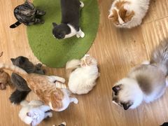 -猫和宫(六道口店)