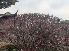 -梅园