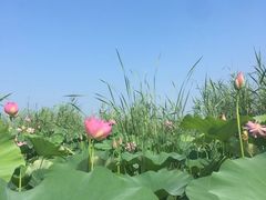 -白洋淀风景区