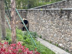 -卧龙中华大熊猫苑神树坪基地