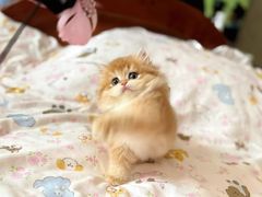 -猫十亿·布偶金渐层·曼基康矮脚猫舍(青年路店)