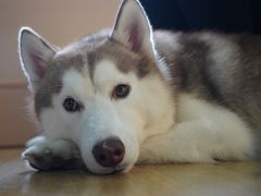 -Husky Go! 哈士奇体验馆·宠物咖啡厅狗咖