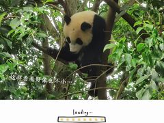 -成都大熊猫繁育研究基地