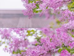 -西安市广仁寺