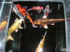 DSCN1429-唐廊烤鸭店(工体店)