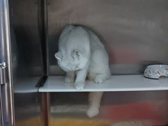 -御宝贝·A梦猫科宠物医院(国际猫友好医院)