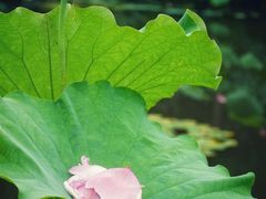 -陈家山荷花公园