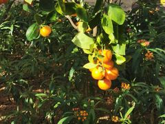 -南宫五洲植物乐园