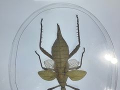 -上海昆虫博物馆