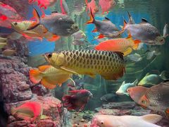 -上海海洋水族馆