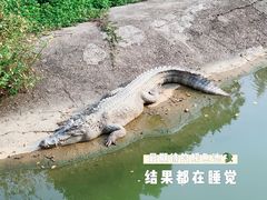 -广州长隆飞鸟乐园