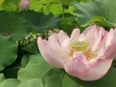 -陈家山荷花公园