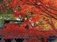 -西湖外事游船(花港观鱼码头)