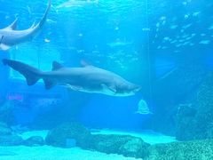 -海合安成都极地海洋公园