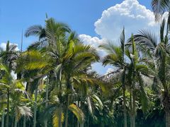 -中国科学院西双版纳热带植物园
