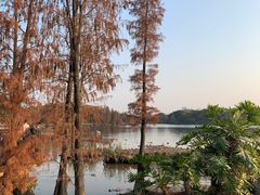 -海珠湖公园