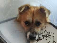 -伟伟宠物医院·CT影像中心·瑞派犬猫综合性门诊(汉口总院)