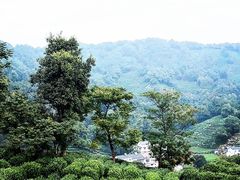 -龙井村