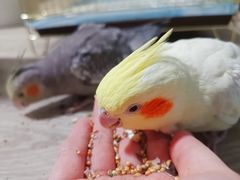 -瑞派·关忠动物医院·异宠专科·犬猫肿瘤·皮肤专科(望京店)