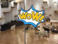 -momokira米努特·德文卷毛猫·棉花面纱犬