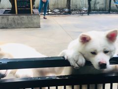 -TrueLove @ Neverland (Husky Cafe)
