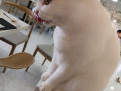 -喵园·猫主题咖啡厅·撸猫·猫咖(国贸店)