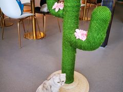 -飞行喵MR PILOT|猫舍·猫咖(静安大融城店)