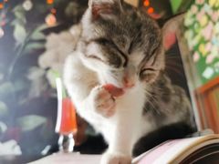 -喵店&猫咖