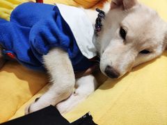 -逗柴咖啡屋·狗咖猫咖宠物桌游