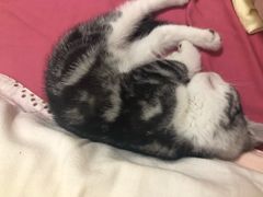 -东方名猫馆·英短金渐层布偶猫舍(环线广场1号楼店)