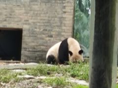 -都江堰中华大熊猫苑