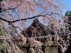 -醍醐寺
