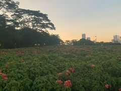 -深圳湾公园(南山区)