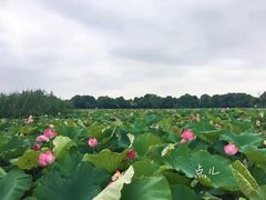 -荷塘月色湿地公园·向阳花洲