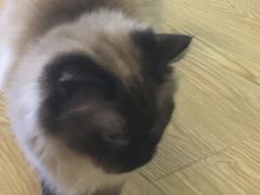 -萌喵宠狗爱心宠咖