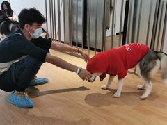 -Husky Go! 哈士奇体验馆·宠物咖啡厅狗咖