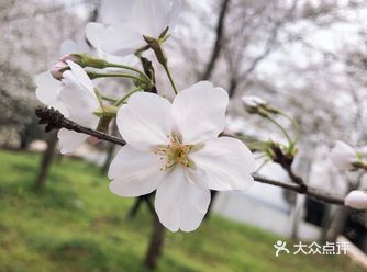 武汉旅游攻略之三个拍照好看的景点