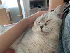 -瑞鹏宠物医院·爱宠堂·骨外专科(西荷分院)