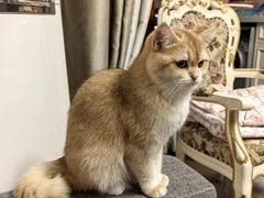 -糯米喵星人总部直营旗舰店·猫舍·幼猫出售