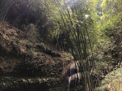 -川西竹海景区