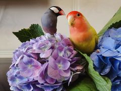 -青石桥花鸟鱼虫市场(叠翠城店)