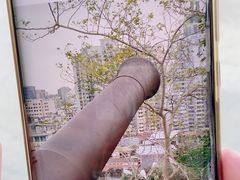 -大炮台