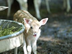 -鄂尔多斯野生动物园