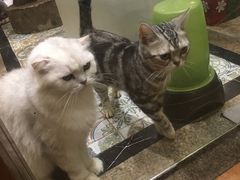 -more than meow吴止猫主题餐厅(承德 中船汇店)