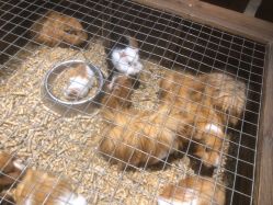 -酷嗒动物文化乐园(cutezoo西溪乐天城店)