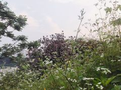 -大渡口区义渡公园