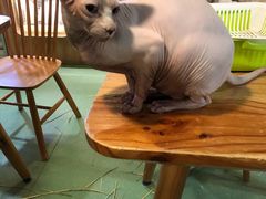 -藦茜花园宠物主题亲子互动体验馆(国顺东路店)