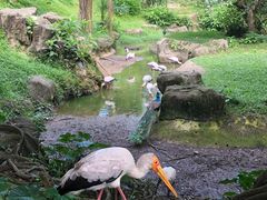 -吉隆坡雀鸟公园
