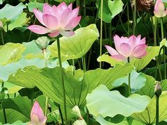 -荔湾湖公园