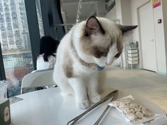 -怪兽屋·羊驼·猫咖·狗咖(俊华广场店)